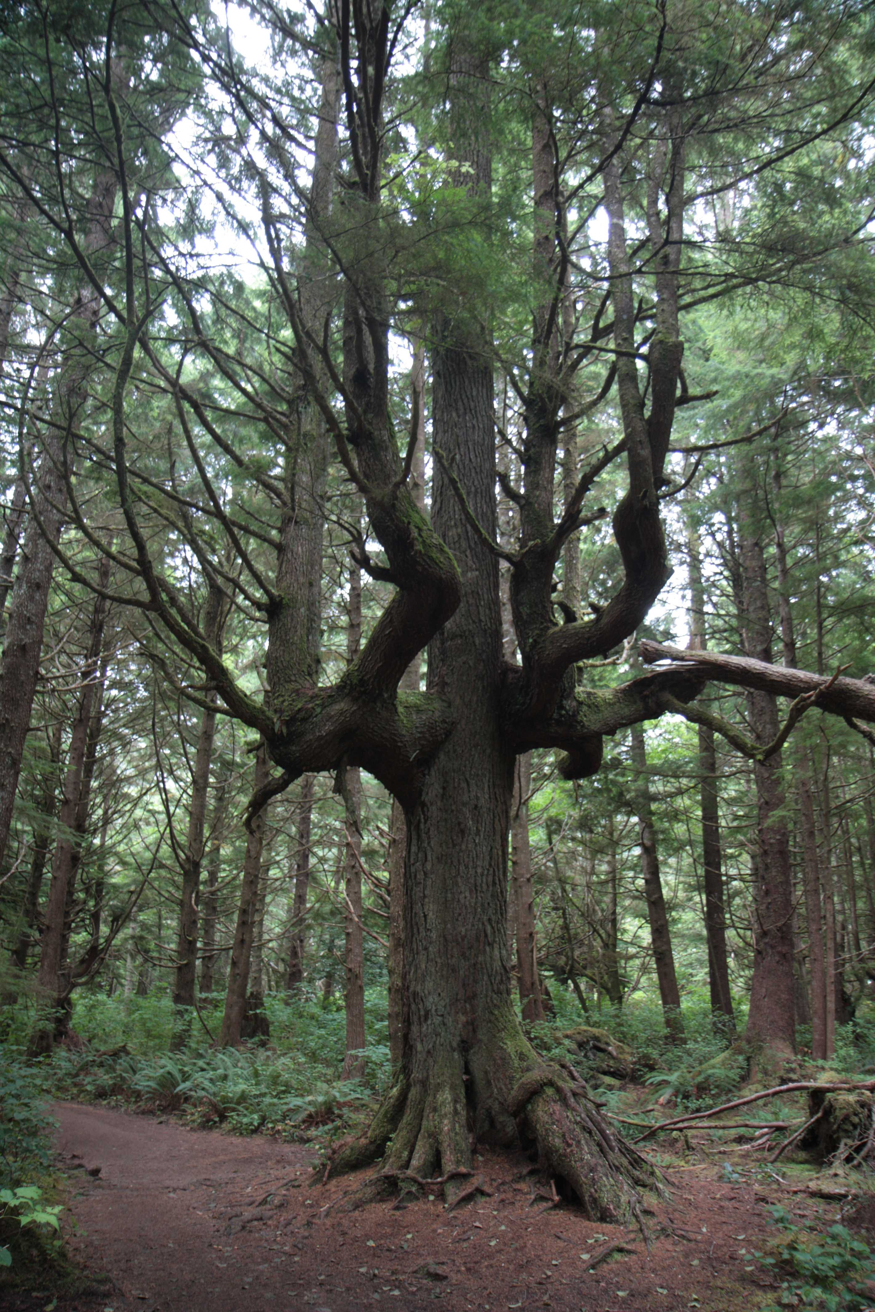 Olympic NP